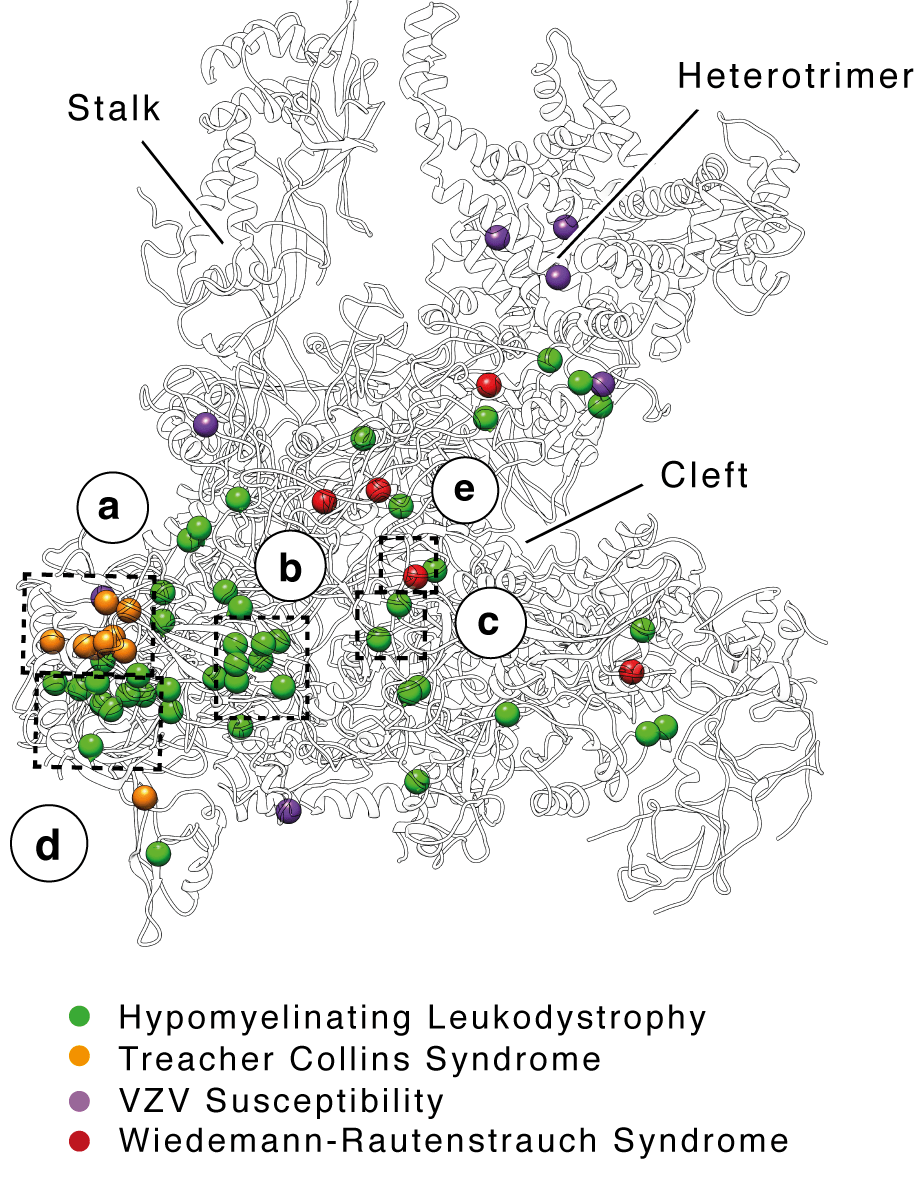 Mappato un enzima fondamentale