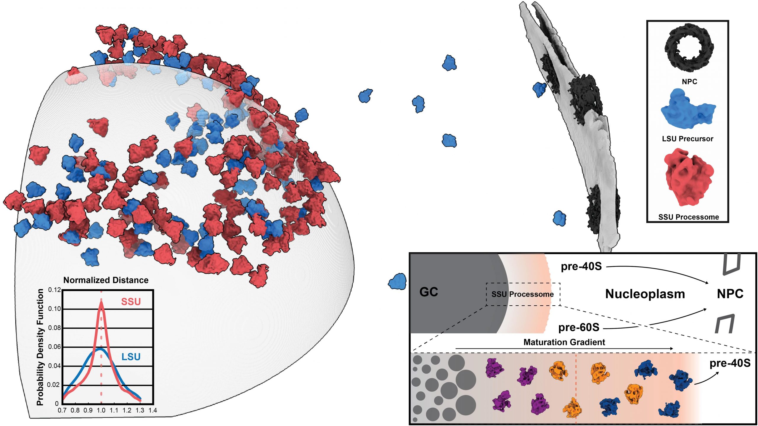 Nucleolar organisation drives ribosome biogenesis