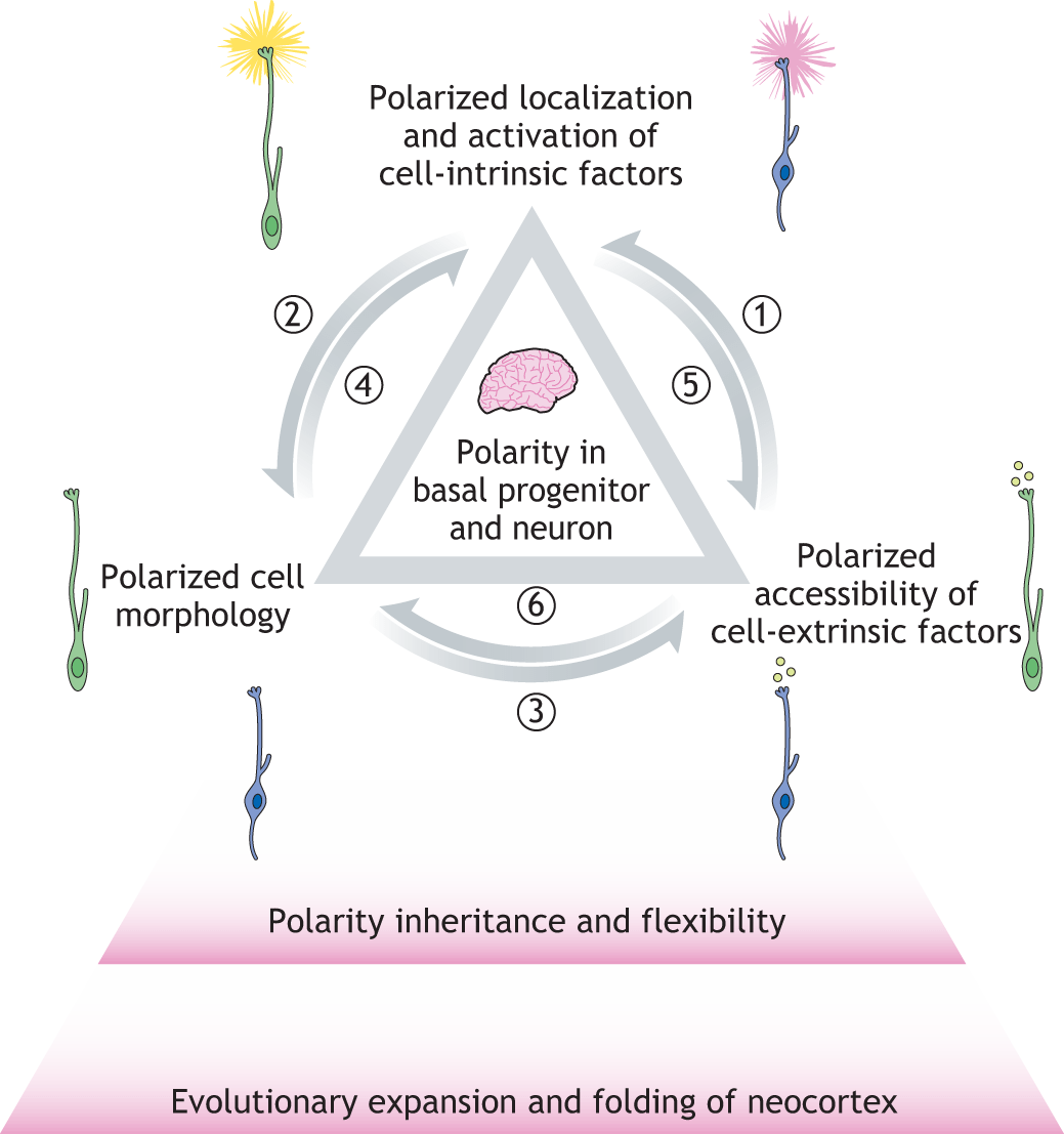 A novel view on mammalian brain development