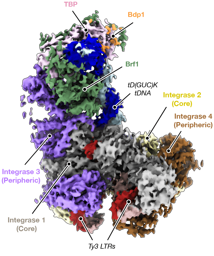 Cryo-EM sheds light on the specificity of retrotransposon integration