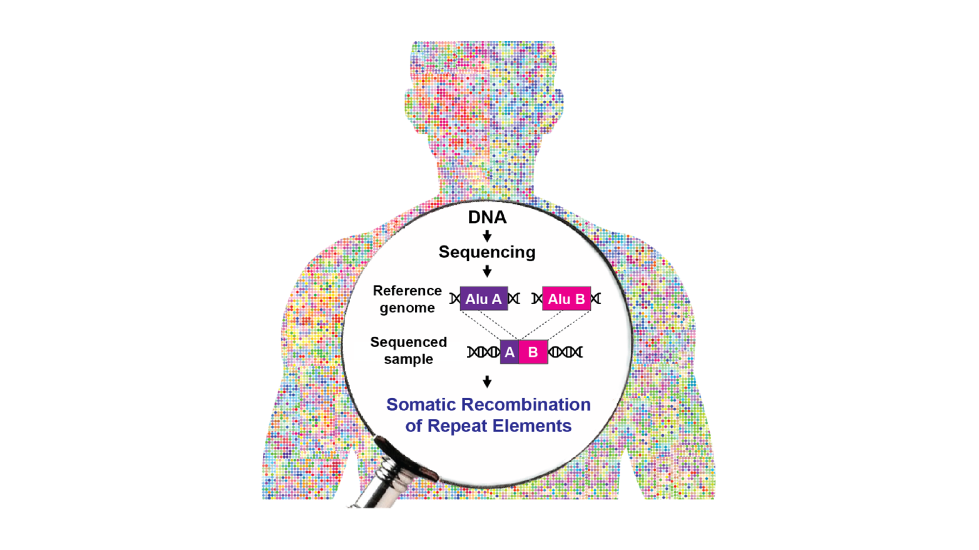 A new approach to investigate the impact of retrotransposon recombination on human genome