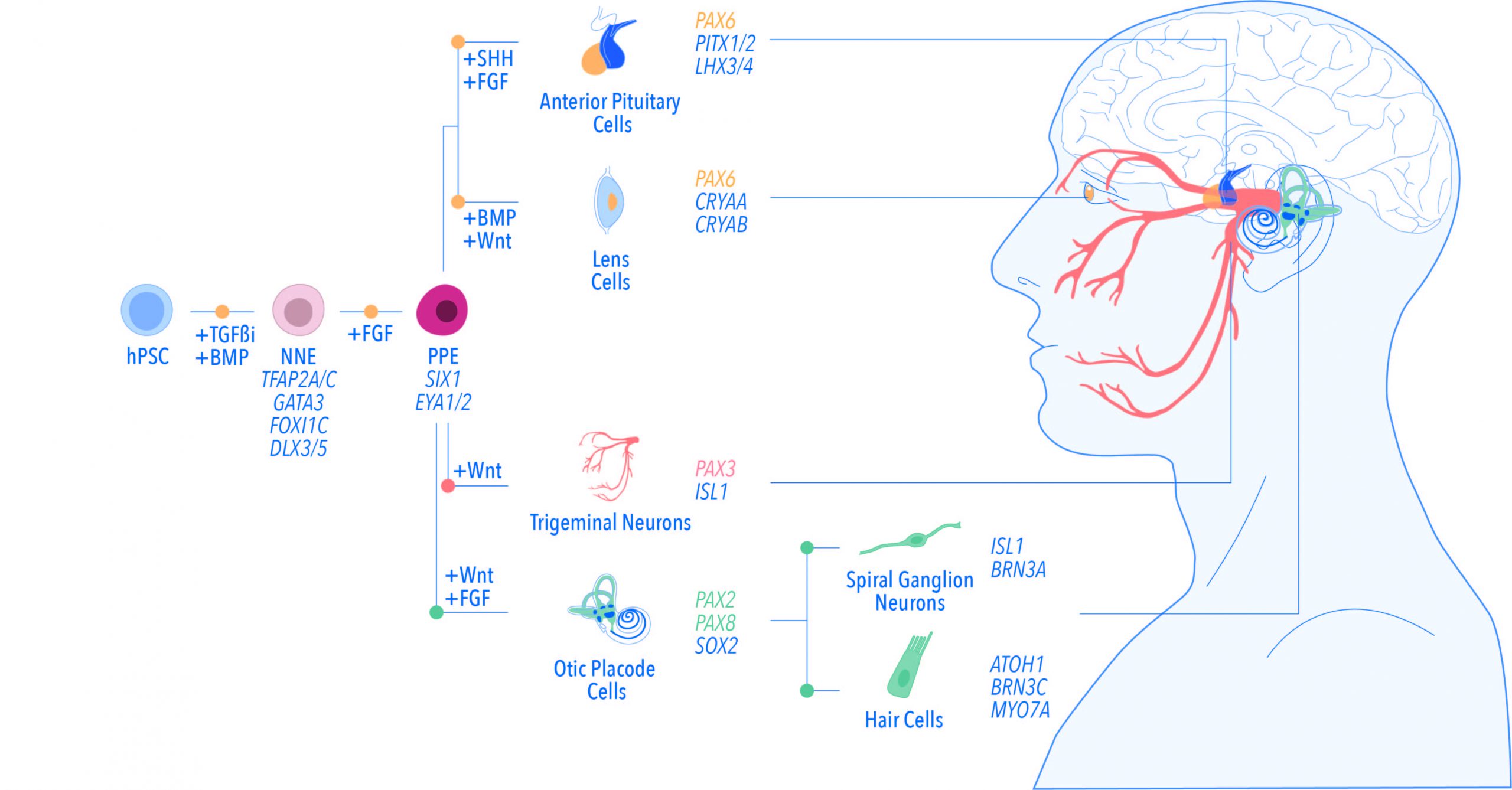 Human stem cells recapitulate early embryonic development in vitro