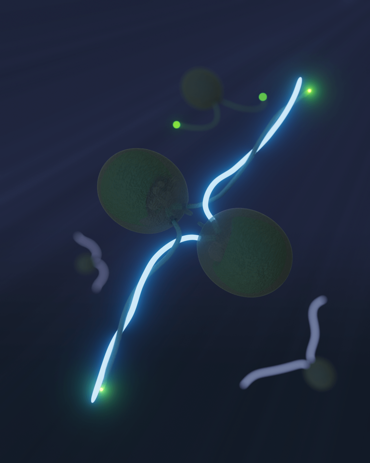 Knocking-in Chlamydomonas reinhardtii genes with CRISPR/Cas