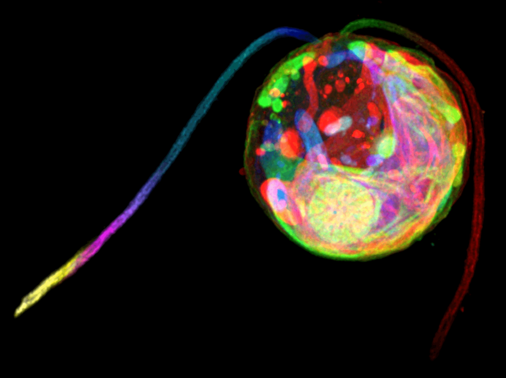 Ultrastructure Expansion Microscopy details Chlamy native organisation