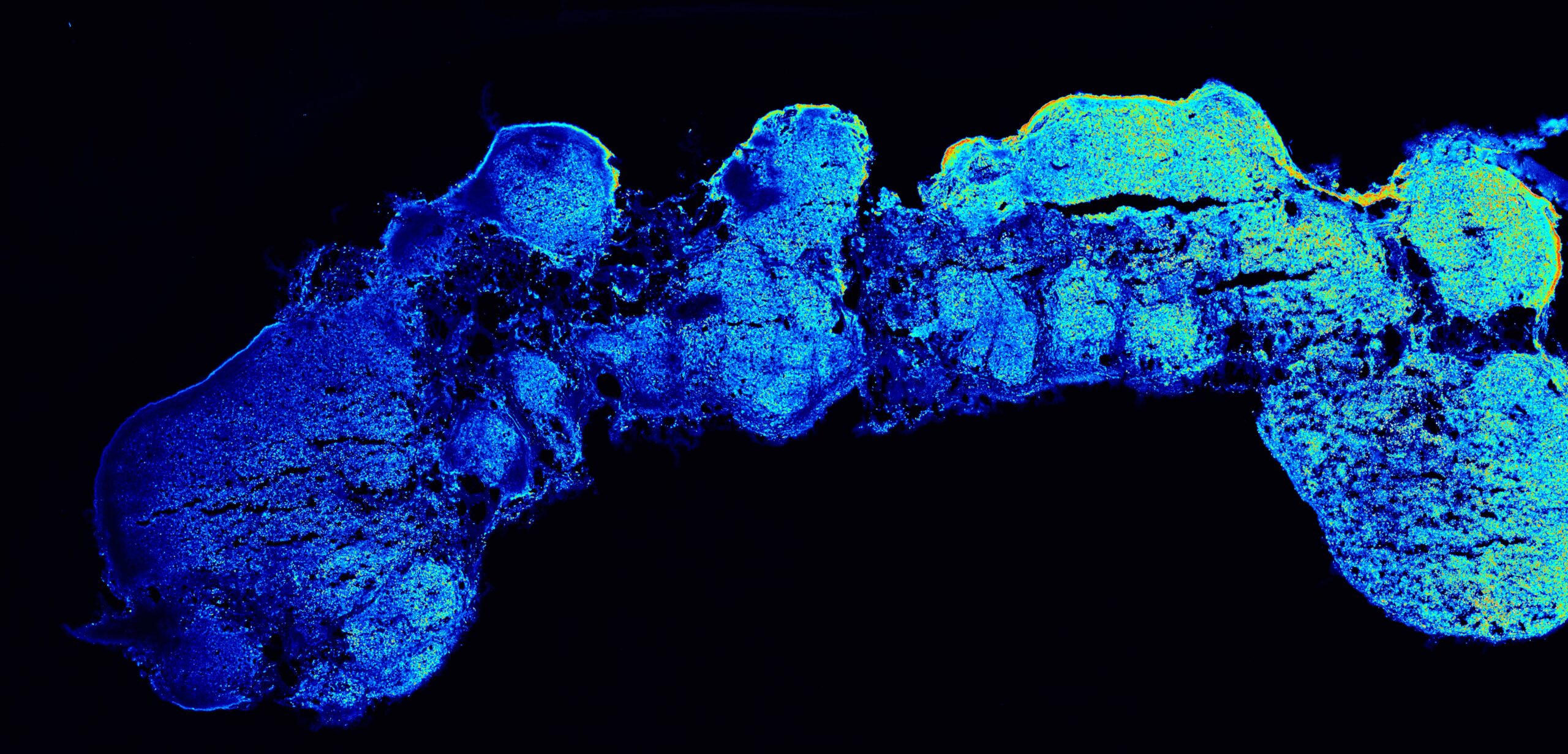 A polarized cortical assembly showing a spatial gradient of expression along its longitudinal axis (from left to right, colors from blue to yellow-red). @Camilla Bosone (IMBA)