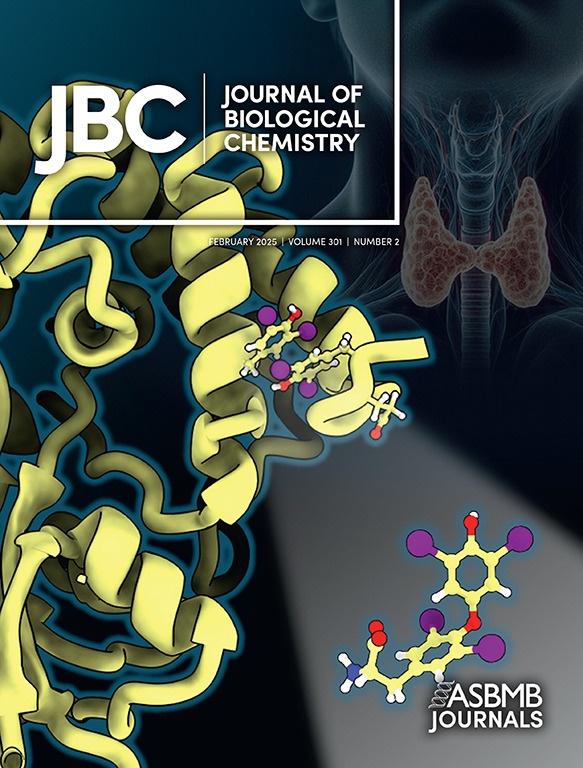 Thyroid: Understanding the Molecular Mechanism of Thyroxine Synthesis